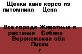 Щенки кане корсо из  питомника! › Цена ­ 65 000 - Все города Животные и растения » Собаки   . Воронежская обл.,Лиски г.